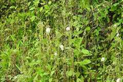 Crassocephalum crepidioides
